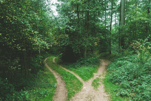 fork-in-the-road