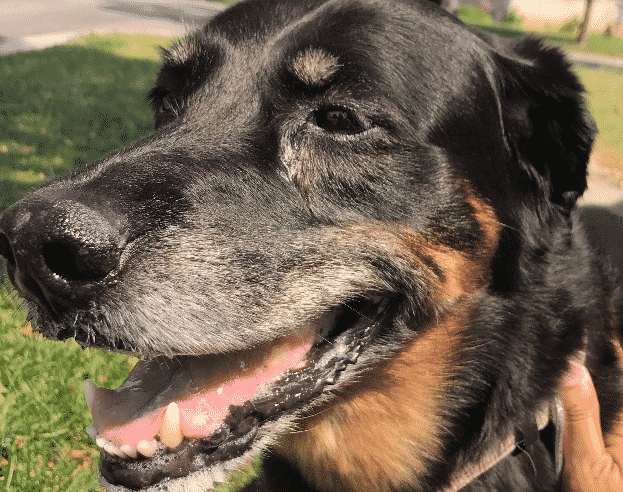 if hired to walk a dog for 30 minutes, when would you start the timer?* if hired to walk a dog for 30 minutes, when would you start the timer?*